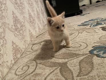 отдам даром котенка: 2 месяца, Девочка, Рыжий, Приучена к лотку — 5