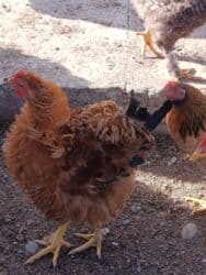 продажа домашних животных: Продаю петухов порода Курчавые — 2