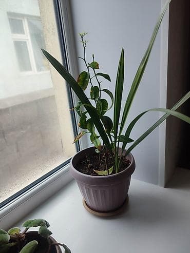 дом цветы: Комнатные растения в горшках 1) Спатифиллум (женское счастье) - — 10