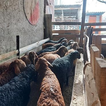 Животные: Продаю | Ягненок — 8