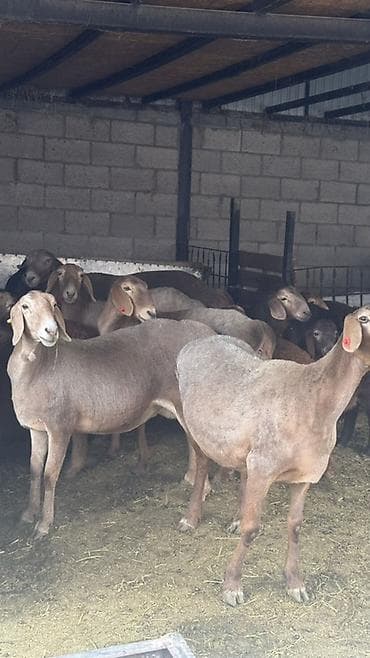 сколько стоит сибирская кошка котенок: Продаю | Овца (самка) | Арашан | Для разведения | Матка — 3