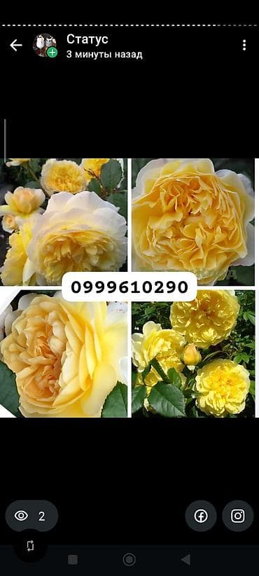 штамбовые розы: Саженцы цветка: Розы, Платная доставка — 10