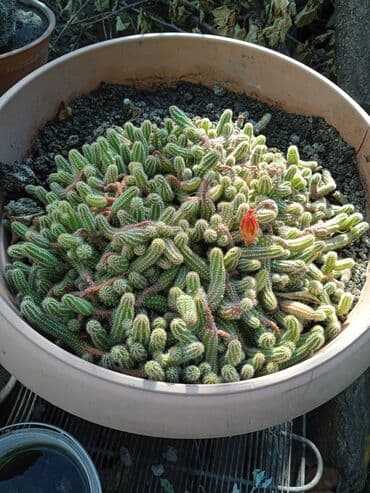 мантышницы бишкек: Продам кактусы — 3
