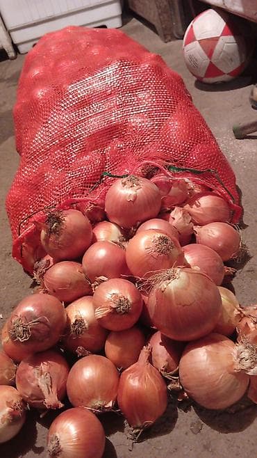 животные для дома: Лук Оптом, Бесплатная доставка — 4