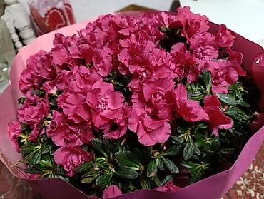 купить алоэ цветок: Азалия на штамбе 80 см высота — 1