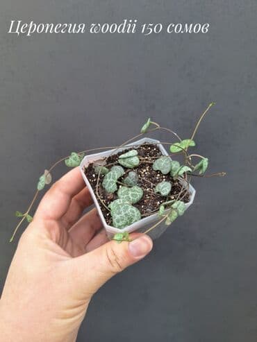 живые растения в аквариум купить: Комнатные растения, цветы (молодые растения, взрослые экземпляры). Не — 10