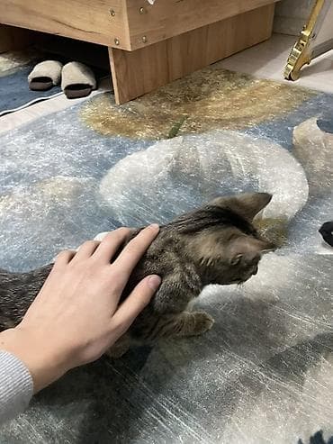 Грызуны: Кошка даром: Беспородная, Мальчик, Приучена к лотку — 3