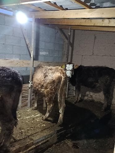 аквариум корпус: Продаю | Музоо, торпок | Алатауская | На забой, Для разведения, На откорм — 5