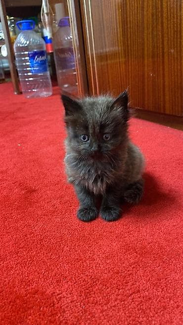 куплю кошка: Пушистые котята, длинношёрстные, домашнего разведения. Две девочки и — 3