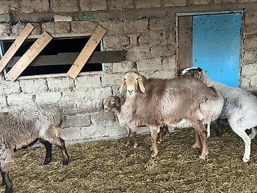 Баран, овца: Продаю | Овца (самка) | Эдильбаевская | На забой | Матка — 1