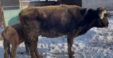 кулунду бе: Сатам | Уй (ургаачы) | Көбөйтүү үчүн — 1