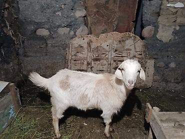 Продаю | Коза (самка) | Для разведения