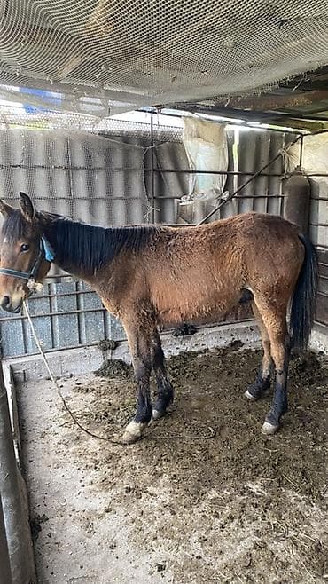 селка зерновой: Продаю | Жеребец | Рабочий — 3