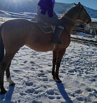 конь рабочий: Продаю | Жеребец | Полукровка | Рабочий | Осеменитель — 10