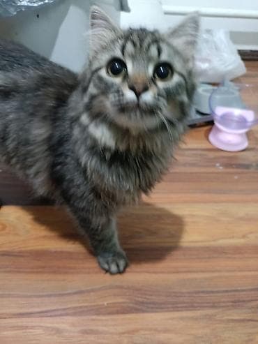 собаки токмок: Шотландские кошки - Порода: шотландская вислоухая (черная кошка на — 3