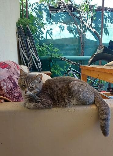 Отдам даром кошку: Кошка даром: Беспородная, 2 года, Девочка, Проглистована — 1