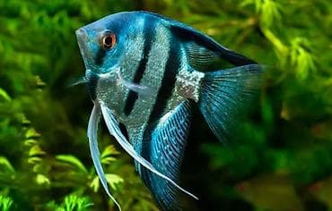 клариевый сом: Скалярия (Pterophyllum), классическая полосатая форма. - Окрас — 3