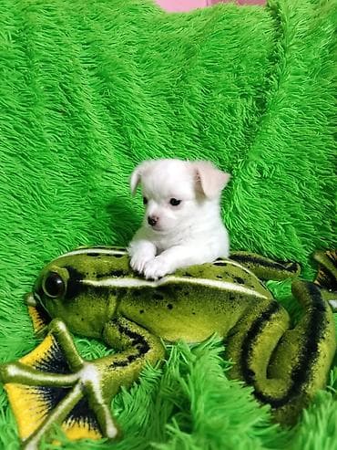 Вязка собак: Чихуахуа, 2 месяца, Самец, С прививкой — 2