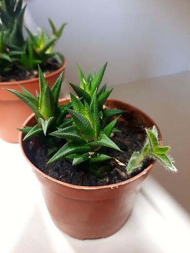 Дом и сад: Суккулент Haworthia (хауортия), компактный розеточный вид. маленькие — 2