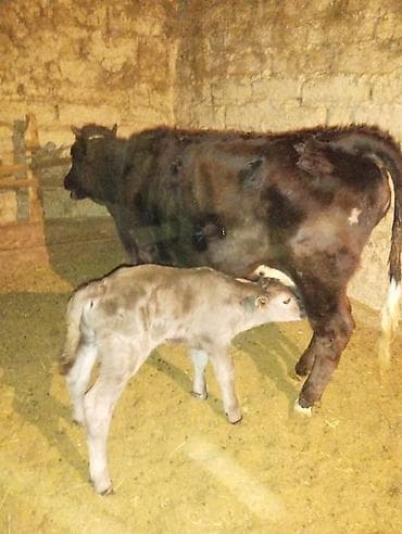 Продаю | Корова (самка) | Для молока | После отела