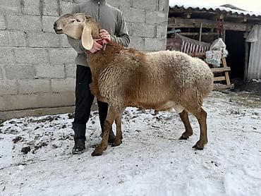 говяжий хвост: Продаю | Баран (самец) | Арашан | Для разведения | Племенные — 2