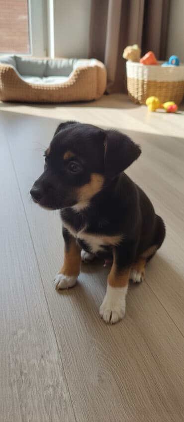 акустические системы xd design колонка в виде собак: - Пол: мальчик - Окрас: черный с рыжими подпалинами и белыми — 1