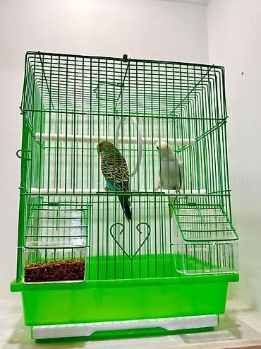 Животные: Попугайчики волнистые — пара - Вид: волнистые попугаи (Melopsittacus — 6