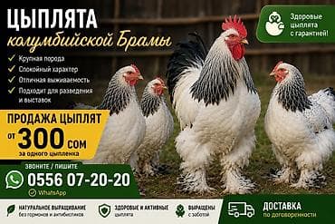 Таза кандуу, колумбиялык брамалардын жожолору сатылат, бир кундук, бир