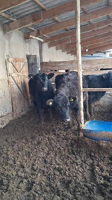 немецкая овчарка кара балта: Продаю | Корова (самка) | Абердин-ангус | На откорм | Племенные — 3