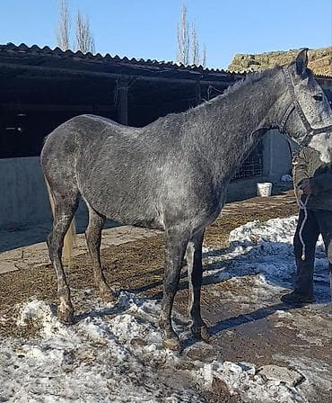 красно степная: Продаю | Кобыла (самка) | Английская | Для разведения, Конный спорт | Племенные — 3