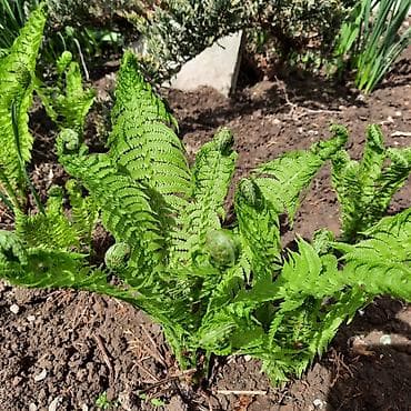 Аглаонемы: Комнатные растения в горшках — декоративнолистные коллекционные виды — 10