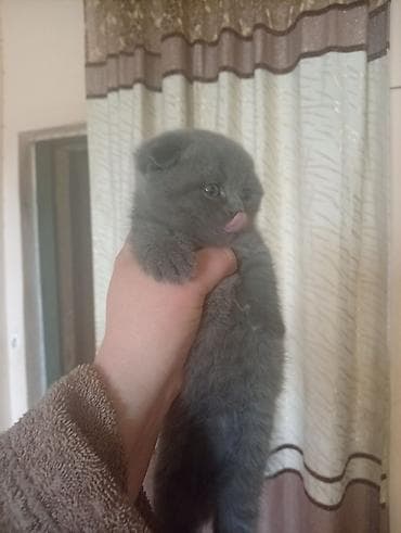 Башка жаныбарлар: Плюшевые котята серо-голубого окраса.писать только Вацап бронирование — 4