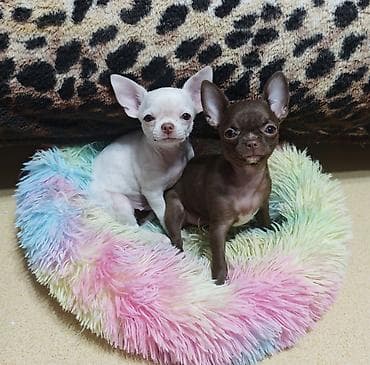 Животные: 🐾 Ищете настоящего породистого чихуахуа? ✨ В продаже клубные щенки — 9