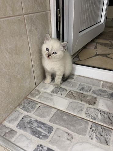 кошки шотландские: Продаю котят Скотти- страйк с голубыми глазами и дымчатыми — 7