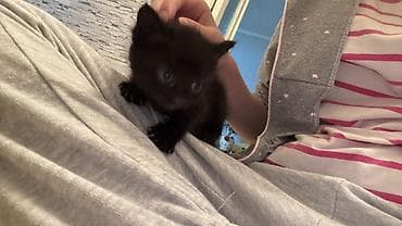 трехцветная кошка: Раздаем котят!!! помогите найти дом!! — 7