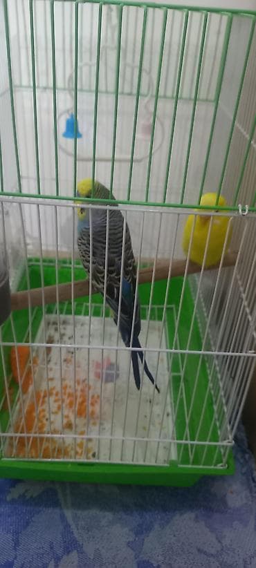 волнистые попугаи девочки: Волнистые попугаи пара + клетка - Вид: волнистые попугаи (пара, самец — 1