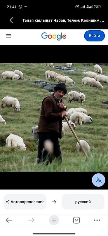 Услуга: Чабан (пастух овец/коз) Описание: - Профессиональное