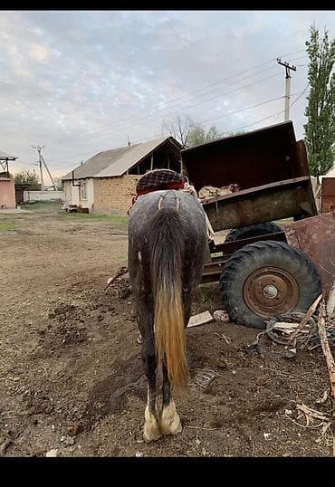 Продам с/х животных: Продаю | Конь (самец) — 2