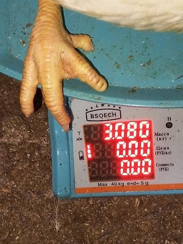 С/х животные и товары: Продаю | Куры | Бройлерная | На забой — 5