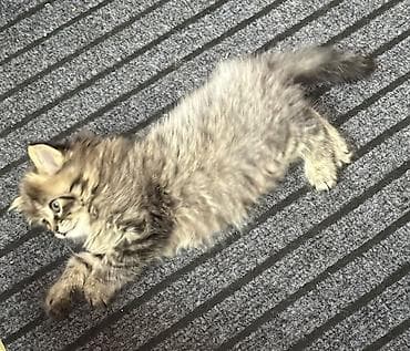 продам котят: Котята, помёт разноокрасочный. - Возраст: примерно 1,5–2 месяца (по — 5