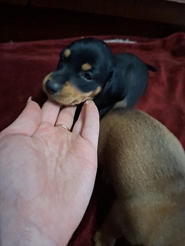 козу грил бишкек: Продаются щенки таксы . черный мальчик . возраст 1 месяц — 1