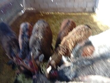 эчки сатылат: Сатам | Теке (эркек), Эчки (ургаачы), Улак | Оренбург, Камори, Макачини | Союуга, Сүт алуу үчүн, Көбөйтүү үчүн | Асыл тукумдуу, Бооз, Жасалма жол менен боозутуу — 2