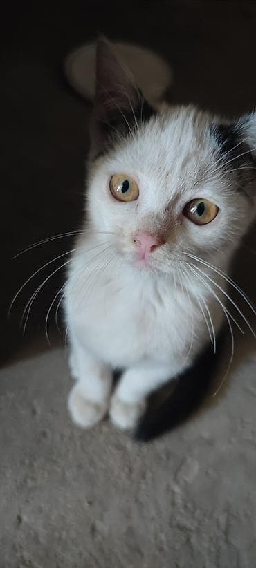 животные котята: Кошка даром: Беспородная, 3 месяца, Мальчик — 3