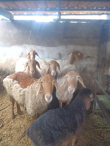 Аквариумдар: Сатам | Ургаачы кой (ургаачы), Козу | Арашан | Көбөйтүү үчүн | Ургаачы — 1