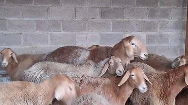 собака стаф: Продаю | Овца (самка) | Для разведения | Матка — 4