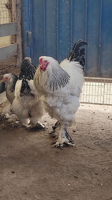 сулайман тоо: Молодой Петушок колумбийской СВЕТЛОЙ БРАМЫ. Находится в пригороде — 4