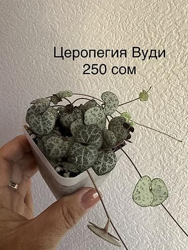 solutions third edition: Укоренённые черенки растений от 150-300 сом — 1