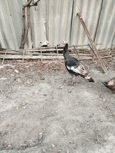 Электрокамин Firelight, 2000 Вт, Светодиодная технология (LED) at lalafo.kg Электрокамин Firelight, 2000 Вт, Светодиодная технология (LED)