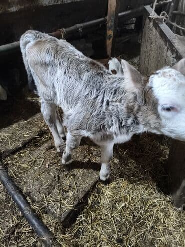 Продаю | Музоо, торпок | Для разведения | Искусственник — 1