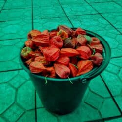 столешницы для кухни в бишкеке цены: Клюква( физалис), полезна для пищеварения и от давления! Ведёрко 1 кг — 2